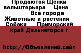 Продаются Щенки вельштерьера  › Цена ­ 27 000 - Все города Животные и растения » Собаки   . Приморский край,Дальнегорск г.